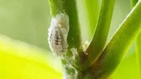 Simple advice to repel Mealybugs