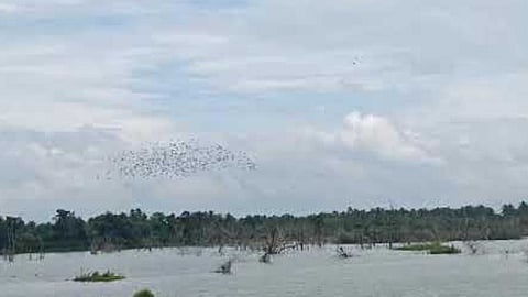 The amazing secret of Elathur pond