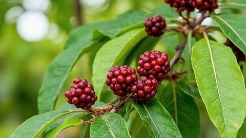 A single leaf that gives off the aroma of three spices