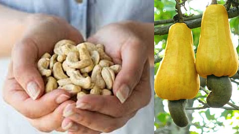 Unique Tamil Nadu cashew farming