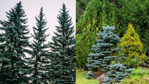The secret of evergreen trees