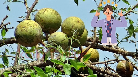 Vilvam health benefits