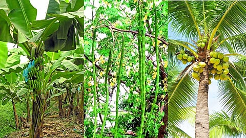 Trees to grow at home