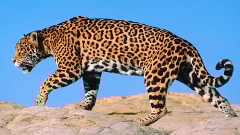 International Jaguar Day