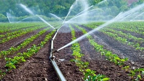 Drip irrigation is more profitable