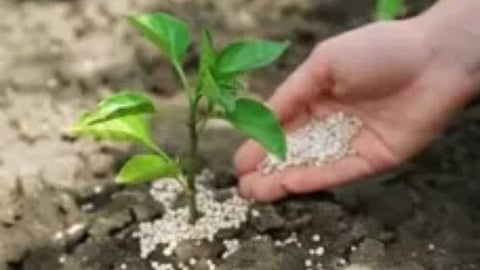 Alternative fertilizer to DAP fertilizer