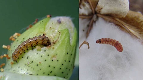 Worms that affect cotton yield