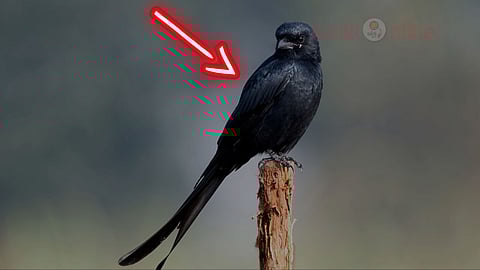 Drongo