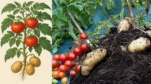 Tomatoes on top, potatoes on the bottom on the same plant