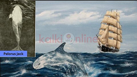 Pelorus Jack Dolphin