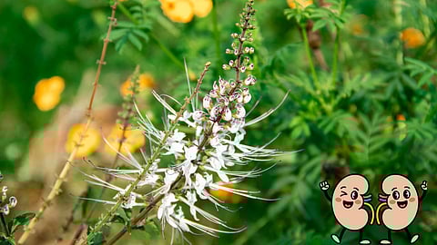 Cat’s Whiskers herb benefits