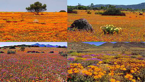 Desert turns into a flower garden