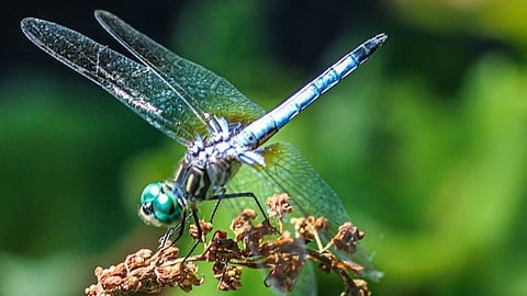 Thattan Poochigal that eliminate mosquitoes and dengue
