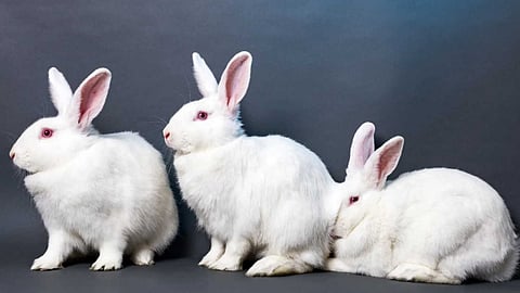 Amazing facts about rabbits