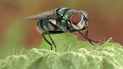 Natural ways to control Komban flies
