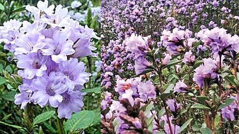 Secret of the Kurinji flower