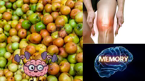 Indian jujube health benefits