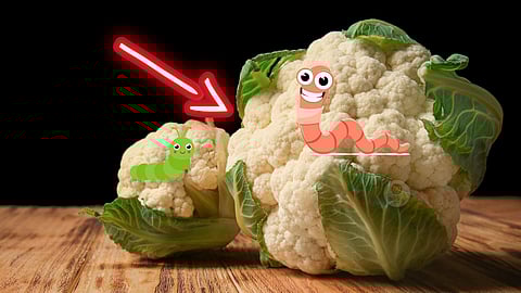 cauliflower