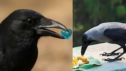 Crows that give gifts to humans