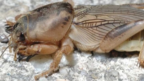 Mole Cricket that enhance soil fertility