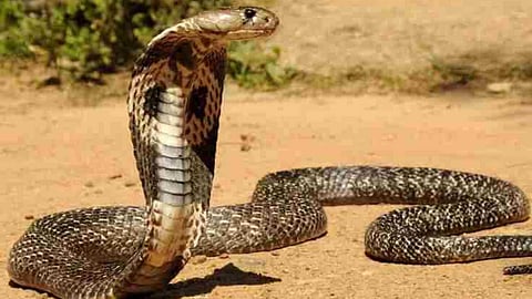 Do snakes take revenge?