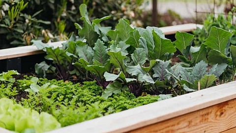 Glory of oilcake fertilizer