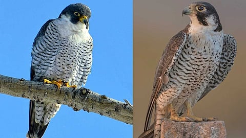 bird that is faster than leopard