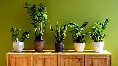 Indoor plant cultivation