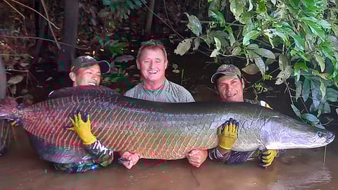 Fish with the strength to break even ship