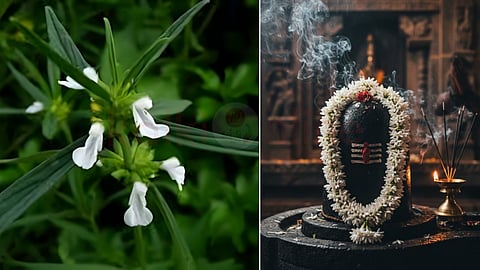 Thumbai poo and Lord Shiva