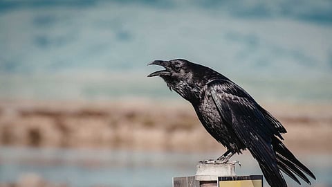 Is the cawing of a crow a sign of guests arriving?