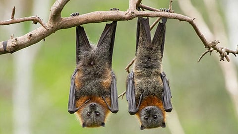 Why do bats hang upside down?