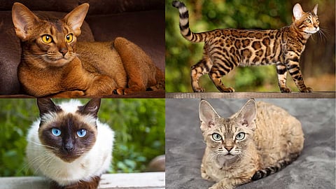 Cats that keep the house happy