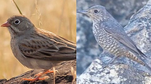 Nagamalai Hill is a paradise of biodiversity
