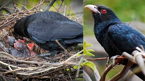 Why does the cuckoo not build a nest?