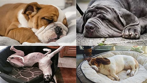 Dog breeds that sleep for long periods
