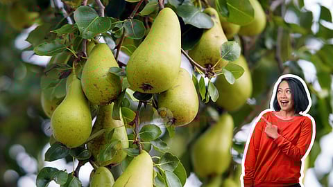 fruit for sugar control