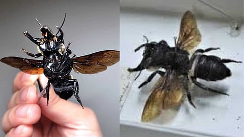 The giant beetle that came back to life