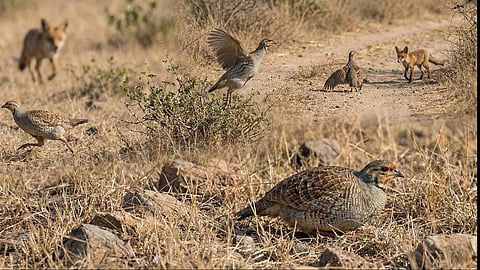 Grey Francolin
