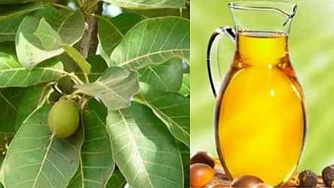 Iluppai oil, which is auspicious to Lord Shiva