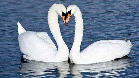 Benefits of displaying a swan picture