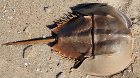 Horseshoe crabs that save human lives