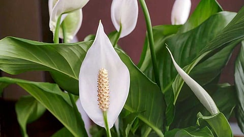 Peace Lily that brings financial prosperity