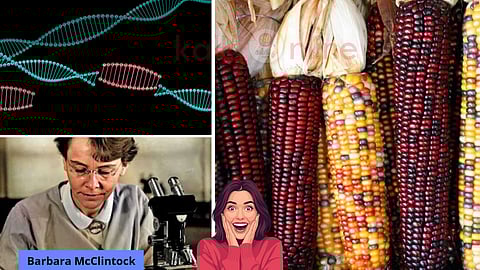 Jumping genes and Barbara McClintock