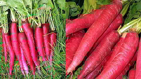 Profitable red radish cultivation
