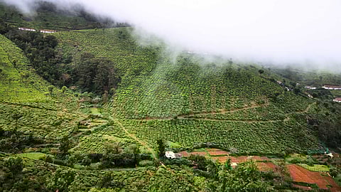 Nilgiri hills