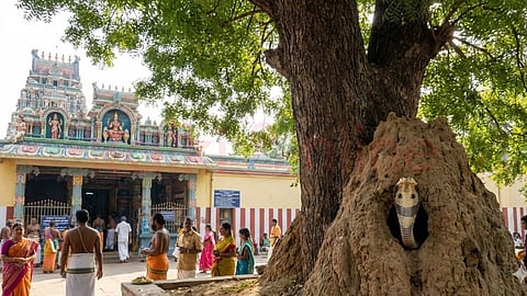 Snake in the temple