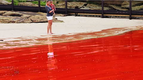 Why is the Red Sea red?