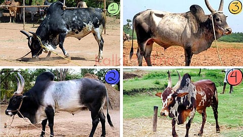 Jallikattu different varieties of bulls