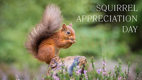 Squirrel Appreciation Day